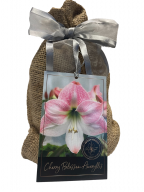 Cherry Blossom Amaryllis Bulb in Burlap Gift Bag! Includes Growing Medium-Great Holiday Gift!